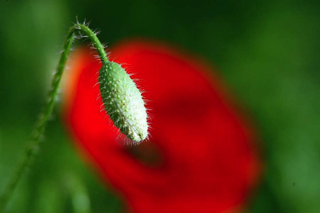 Nom de l'image : D1035193_(c)Norbert-JUNG — Description :